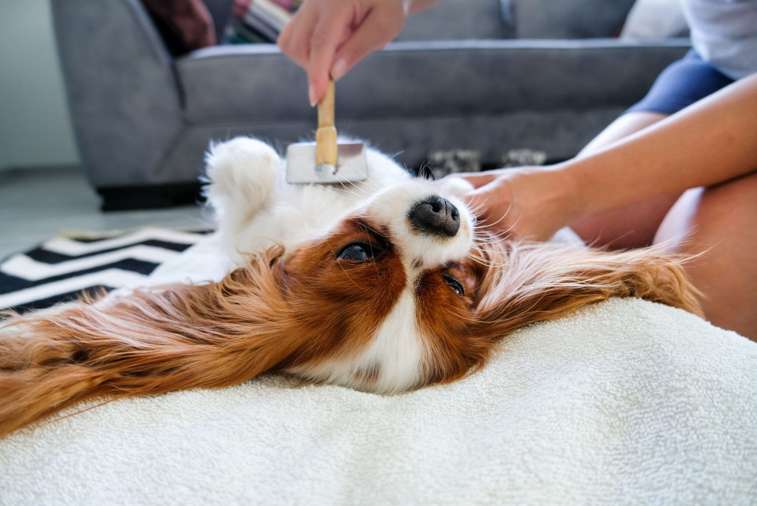 Grooming Supplies